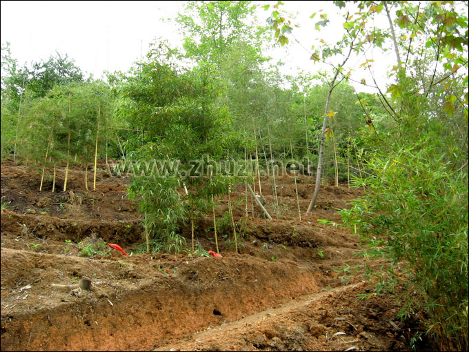廣東蕉嶺縣長潭省級自然保護區