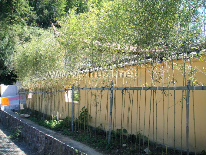 井岡山旅游發展總公司2012年從本公司購買的假植竹苗