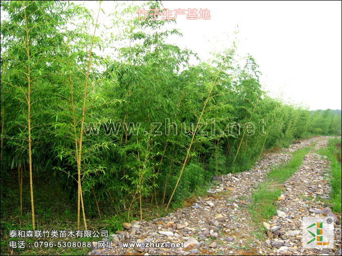 觀賞竹苗生產基地