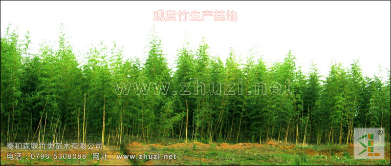 觀賞竹苗生產基地