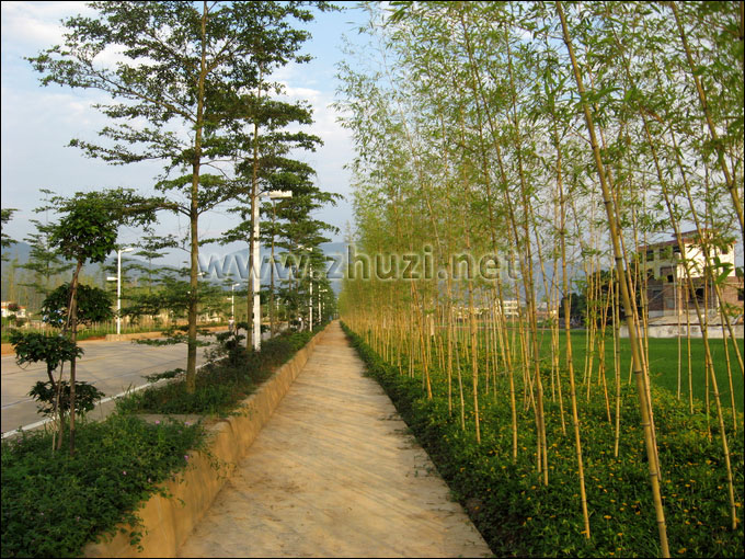廣東蕉嶺縣用竹子進(jìn)行城市道路綠化